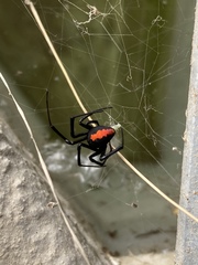 Latrodectus cinctus