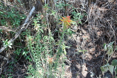 Castilleja tenuiflora