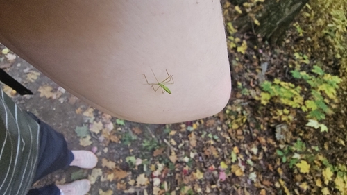 Pale Green Assassin Bug