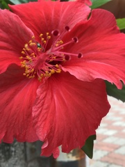Hibiscus rosa-sinensis