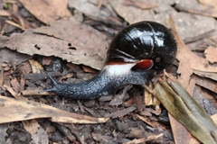 Victaphanta compacta