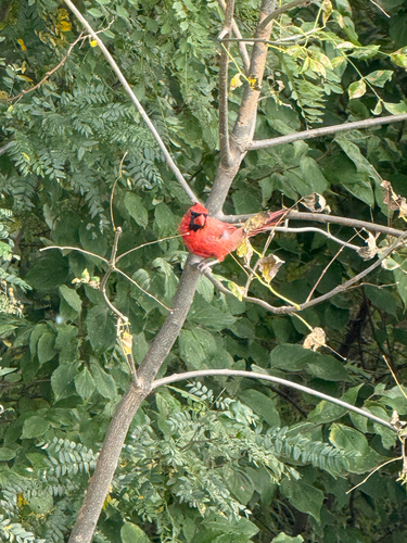 Northern Cardinal