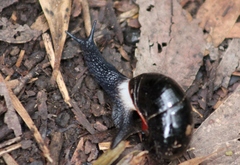 Victaphanta compacta