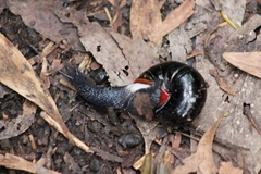Victaphanta compacta