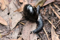Victaphanta compacta