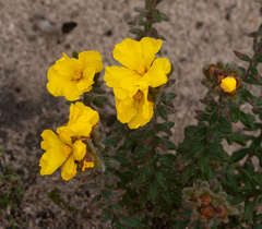 Hibbertia humifusa