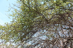 Condalia velutina