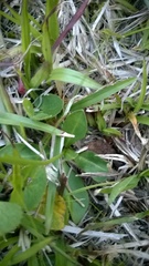Erigeron vernus