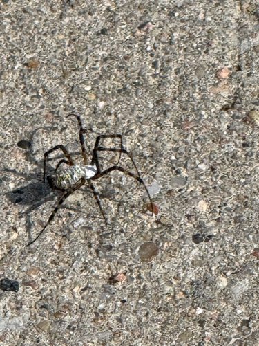 Banded Garden Spider