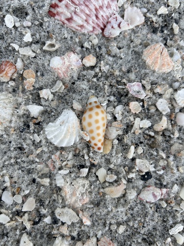 Scaphella junonia observed 2026-10-11