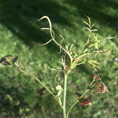 Phyllocoptes fructiphilus