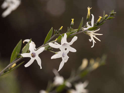 Image of Cyphanthera anthocercidea by (c) Chris Clarke, some rights reserved (CC BY)
