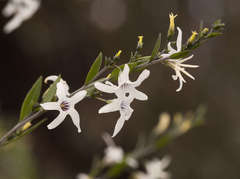 Cyphanthera anthocercidea
