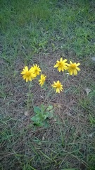 Arnica acaulis