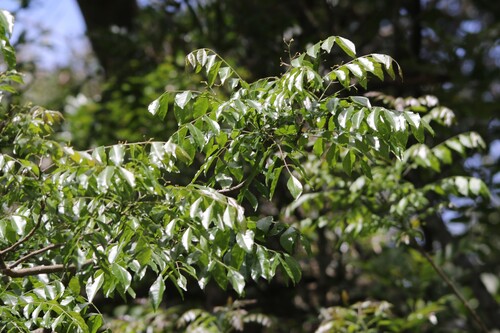 Clausena anisata observed 2026-10-05