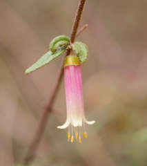 Correa aemula × reflexa