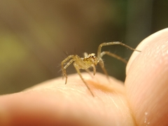 Oxyopes lineatus
