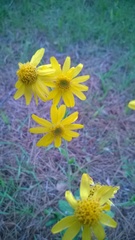 Arnica acaulis