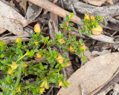 Dodonaea procumbens