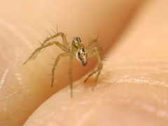 Oxyopes lineatus