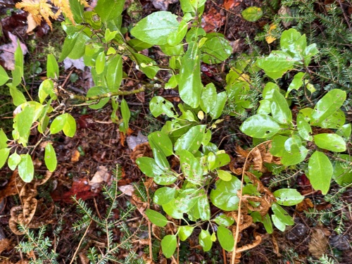 Ilex mucronata observed 2026-10-11
