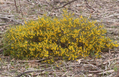 Image of Acacia farinosa by (c) Chris Clarke, some rights reserved (CC BY)