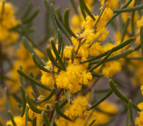 Image of Acacia farinosa by (c) Chris Clarke, some rights reserved (CC BY)