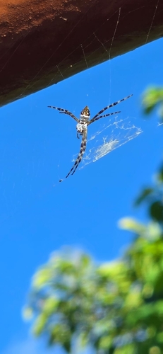 Silver Garden Orbweaver
