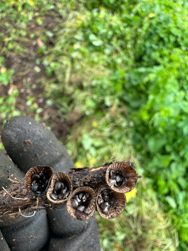 Cyathus, 2026-09-18