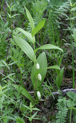 Polygonatum humile