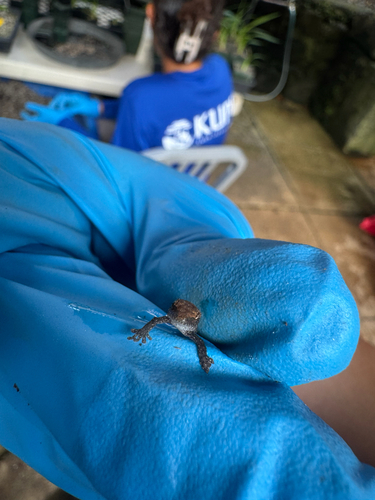 Lepidodactylus lugubris observed 2026-09-24