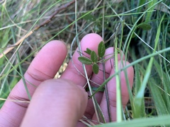 Desmodium varians