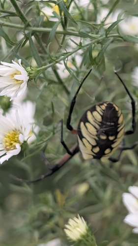 Yellow Garden Spider