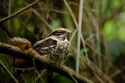 Little Nightjar