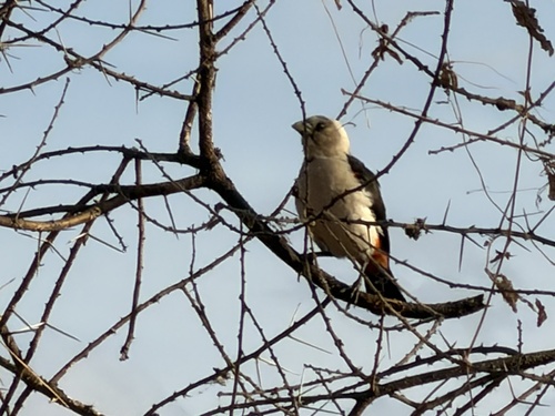 iNaturalist image