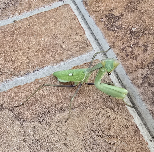 Giant African Mantis