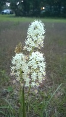 Stenanthium densum