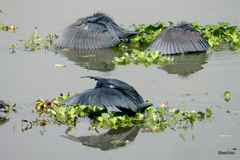Egretta ardesiaca