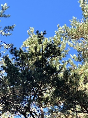 Scots pine
