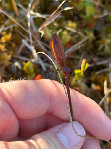 Pogonia ophioglossoides observed 2026-10-11