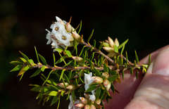 Epacris paludosa