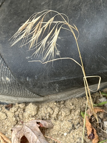 Bromus tectorum observed 2026-10-11