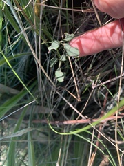 Desmodium varians