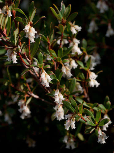 Image of Leucopogon gelidus by (c) Chris Clarke, some rights reserved (CC BY)