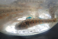 Etheostoma exile