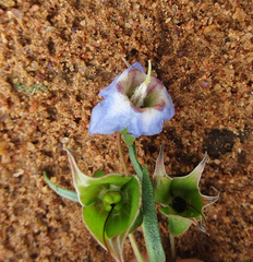 Trichodesma angustifolium image