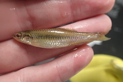 Notropis heterolepis