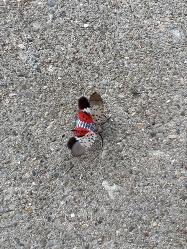 Spotted Lanternfly