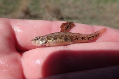 Etheostoma microperca