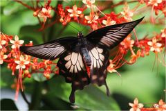 Pachliopta pandiyana